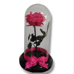 rosa preservada fucsia